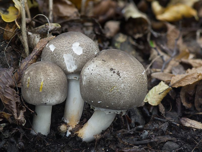 Agaricus moelleri